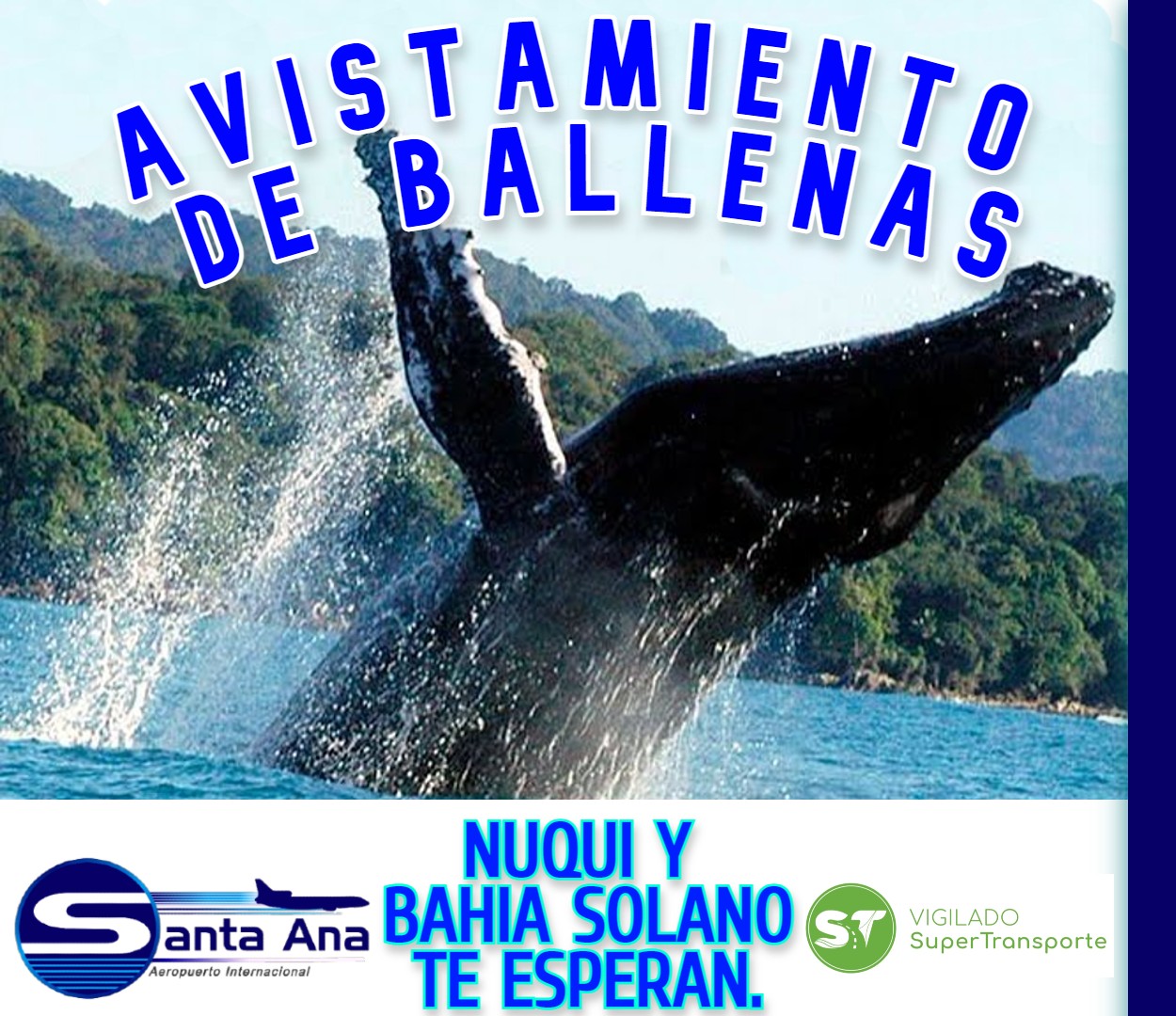 En este momento estás viendo AVISTAMIENTO DE BALLENAS