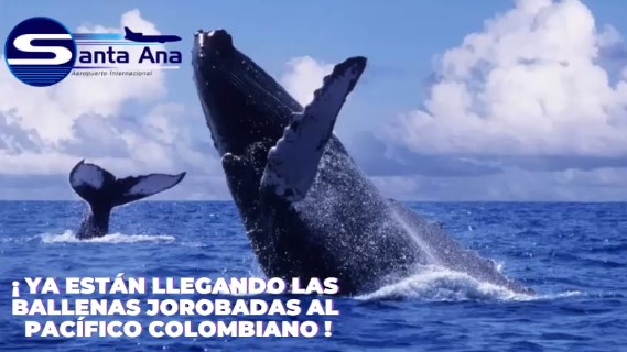 En este momento estás viendo YA ESTÁN LLEGANDO LAS BALLENAS