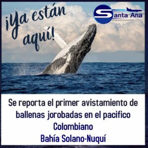 Lee más sobre el artículo SE REPORTA EL PRIMER AVISTAMIENTO DE BALLENAS EN EL PACIFICO COLOMBIANO