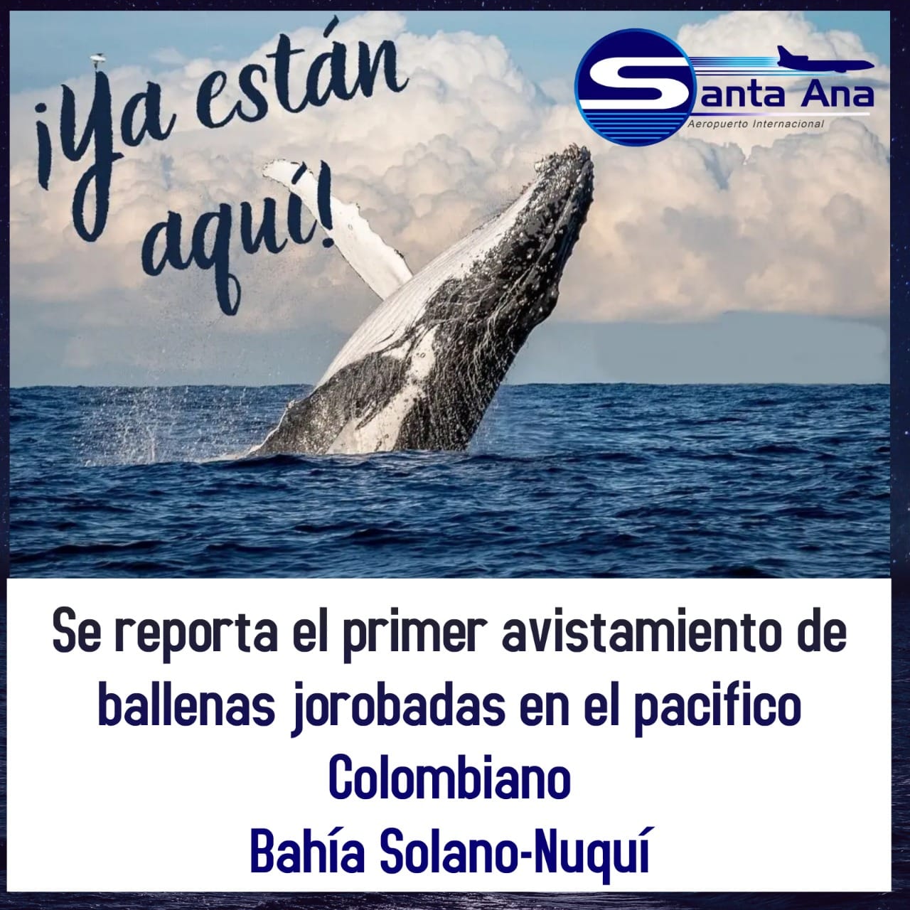 En este momento estás viendo SE REPORTA EL PRIMER AVISTAMIENTO DE BALLENAS EN EL PACIFICO COLOMBIANO